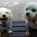 아람이네 이미지