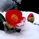 눈속에피는꽃 이미지