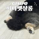 강아지 미용실 | 써니펫살롱 김포 구래동 애견 미용실 강아지 물개컷 후기