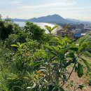 비파농장 이미지