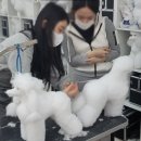 초량애견 이미지