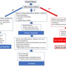 LARVA STAGE | ACVIM consensus : 개의 만성 간염 진단, 치료법 2018 (1편)