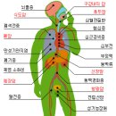 갑상선에 관하여................ 한번쯤은 읽어 보시고 참고 하세요. 이미지