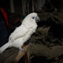 앵무새동물원 이미지