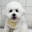 백점크린 네이버블로그