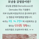 [[🐶개"의 배변 방치 행위와 주택가 오폐수 무단 방류 처벌및 🔺️맨홀 배수구 관리법 법률/5가지]] 이미지