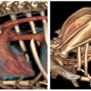 천안24시스카이동물메디컬센터 이미지