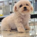 도그마루 강아지 고양이 울산점 이미지