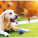 아담스펫 강아지분양 고양이분양 강남점 이미지