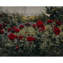 아타르(ATTAR)