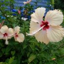 예쁜멍멍이 이미지