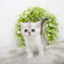 천안 고양이분양 도로시펫 이미지