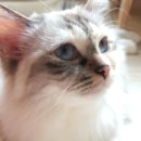 도로시캐터리 이미지