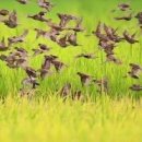 황금들녁 이미지