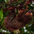 나무늘보 이미지