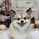 오늘의 댕댕 이미지