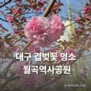 월곡하늘 어린이공원 | 대구 겹벚꽃 여기 안 가면 손해인 월곡역사공원 실시간 후기