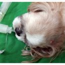 닥터김 동물병원 이미지