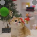 부산고양이분양 모나미네코 동래점 | 부산고양이분양 고민? 모나미네코 부산점 방문 후기 및 팁 공개!