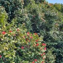 옥화 농장 이미지