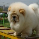 용이