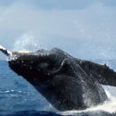 고래다방 이미지