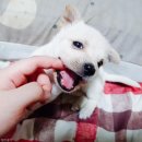 하룻강아지 이미지