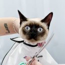 고양이무마취미용 무냥무냥 대구점 | 대구고양이미용 무냥무냥 고양이호텔 호캉스 찐후기 (feat. 무마취미용)