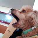 종합동물병원 이미지