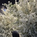 수원-1114 | 수원 부케 말리기 내돈내산 후기, 부케순이 (데이지핑크)