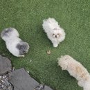 리틀파우스 이미지