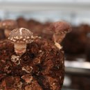 산아래농장 이미지