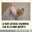자비유치원 | 체험리뷰] 수원 애견미용·영통 애견호텔 도그스퀘어 솔직 후기 – 위생미용 따로 가능한 곳 찾았어요!