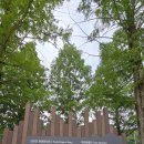 부귀 메타세쿼이아길 이미지