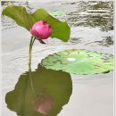 인(因)과 과(果)는 동시에 이루어진다/ 無一 우학스님 이미지
