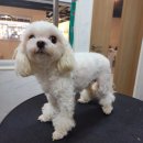 반짝반짝내작은개 이미지