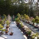 금산분재펜션 이미지