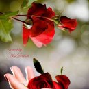 바람의향기 이미지