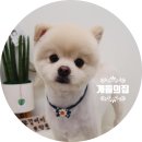 개들의 집 이미지