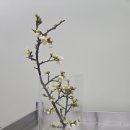 설중풍류 | 매화를 꺾어서 꽃병에 꽂았다