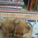 멍멍이랑 사랑하기 이미지