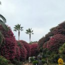 GM동백바로정비 | [관람] 제주도 겨울여행 서귀포 가볼만한곳 제주동백수목원_ 다녀온 횰이의 솔직한 후기