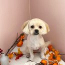 꾸니베어 이미지