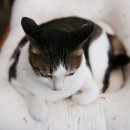 착한 고양이 이미지