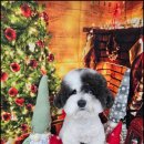 살랑살랑 펫미용 이미지