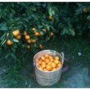 영찬농장 이미지