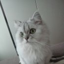 와이드비전 | 벚꽃 옴므플리세 에토스 쇼룸 메종마르지엘라 바부슈 알라이아 크리스크로스 tta 비전스트롤 타이파