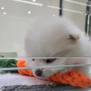 이쁘개 건강하개 네이버블로그