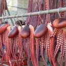 저도 대문어축제 이미지