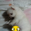 낼름&애견샵 이미지